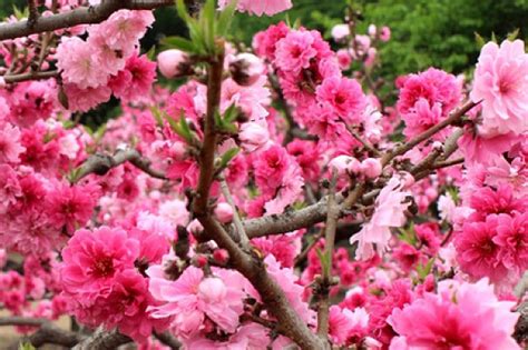 咸池桃花意思|咸池桃花是什么意思,咸池桃花对人的影响